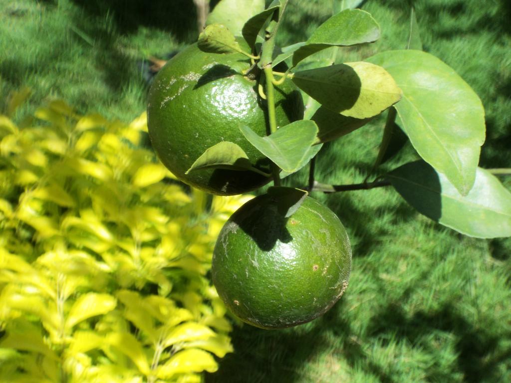 Villa Green House Ped Εξωτερικό φωτογραφία