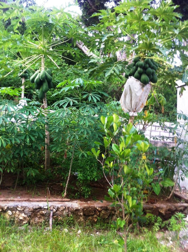Villa Green House Ped Εξωτερικό φωτογραφία