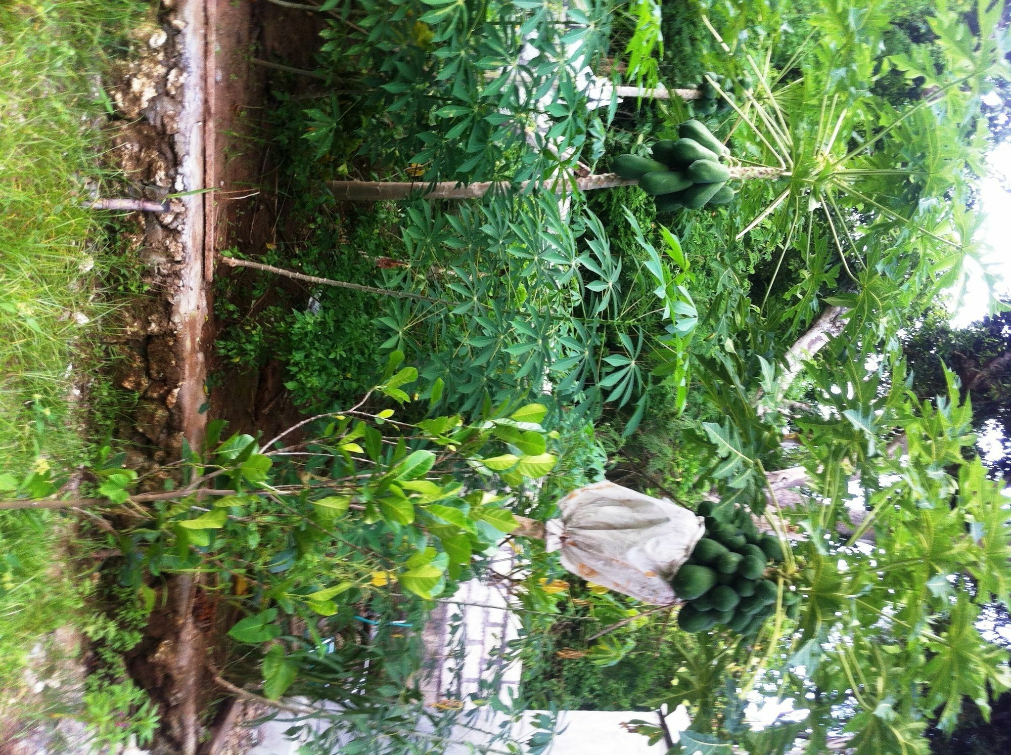 Villa Green House Ped Εξωτερικό φωτογραφία