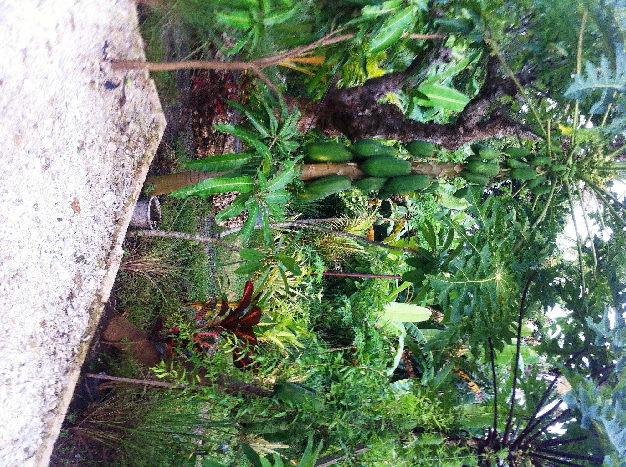 Villa Green House Ped Εξωτερικό φωτογραφία
